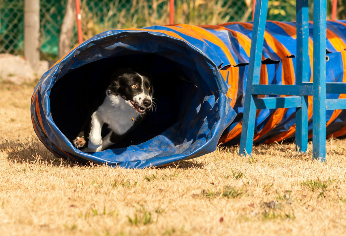 Outdoor Pet Supplies