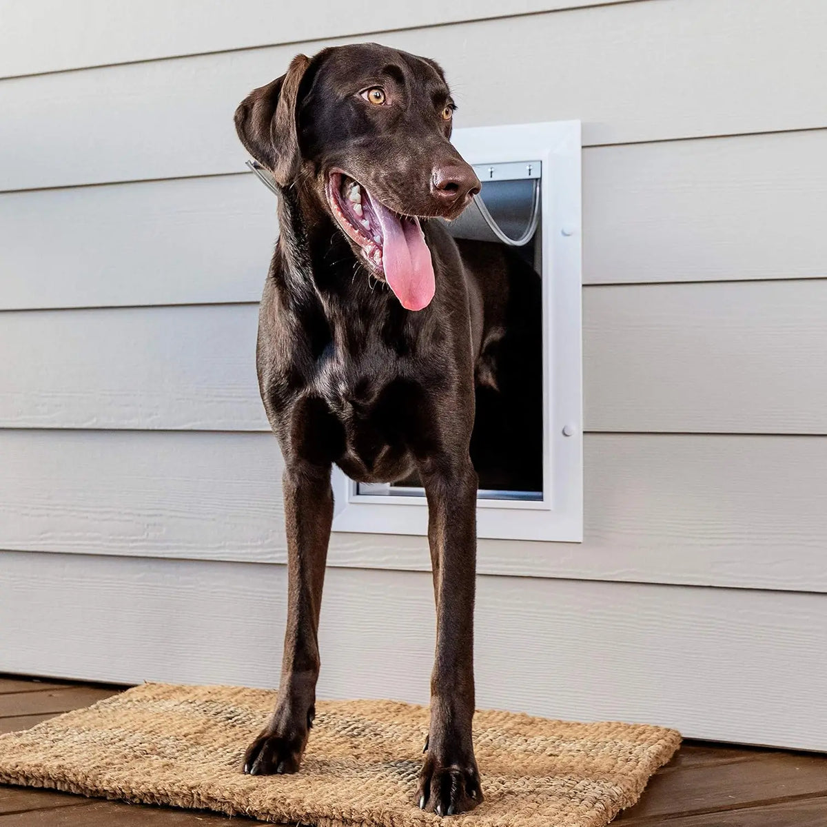 Wall Mounted Pet Door With Rust Free Telescoping Frame